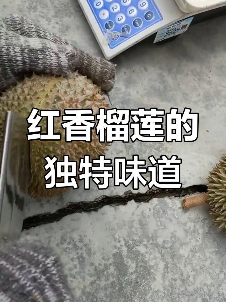 马来西亚D175榴莲为何有红虾味?