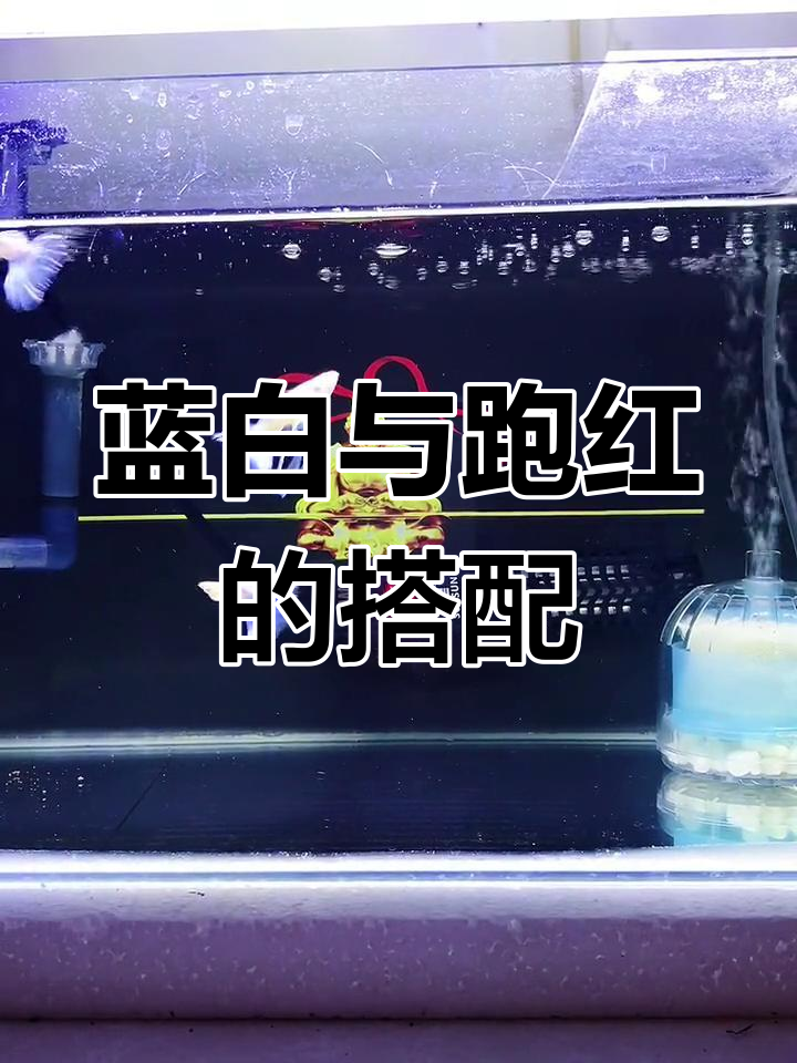蓝白孔雀鱼改良技巧:跑红公鱼的正确使用方法