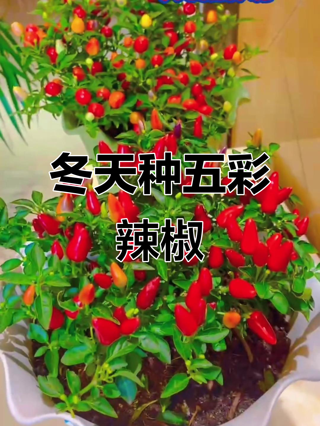 冬季也能种植五彩辣椒,轻松打造盆栽绿植