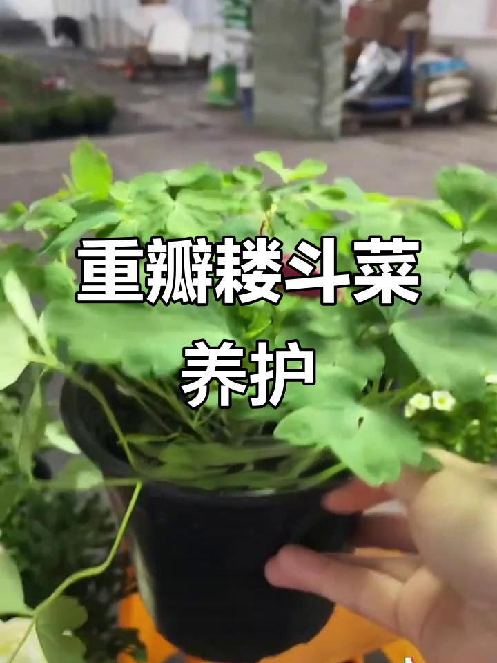 耧斗菜重瓣猫爪花,耐寒易养,阳台庭院必备花卉