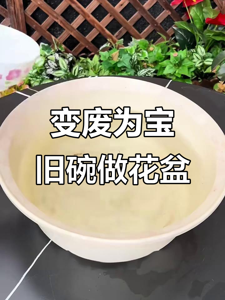 旧碗变废为宝，教你DIY多肉花盆