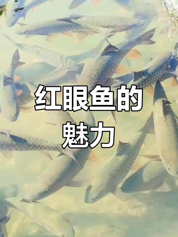 纯野生红眼鱼,美丽又神秘!你见过吗?