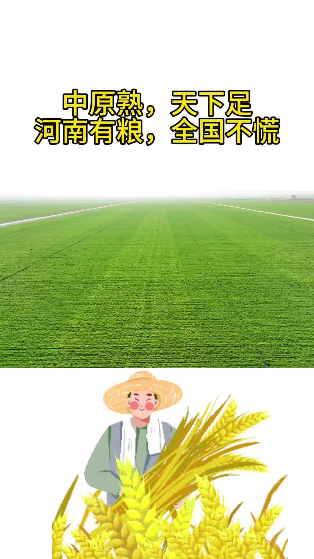 来到河南驻马店西平老王坡,才让我更加相信,河南为什么被称为全国粮仓。手里有粮,心中不慌。粮