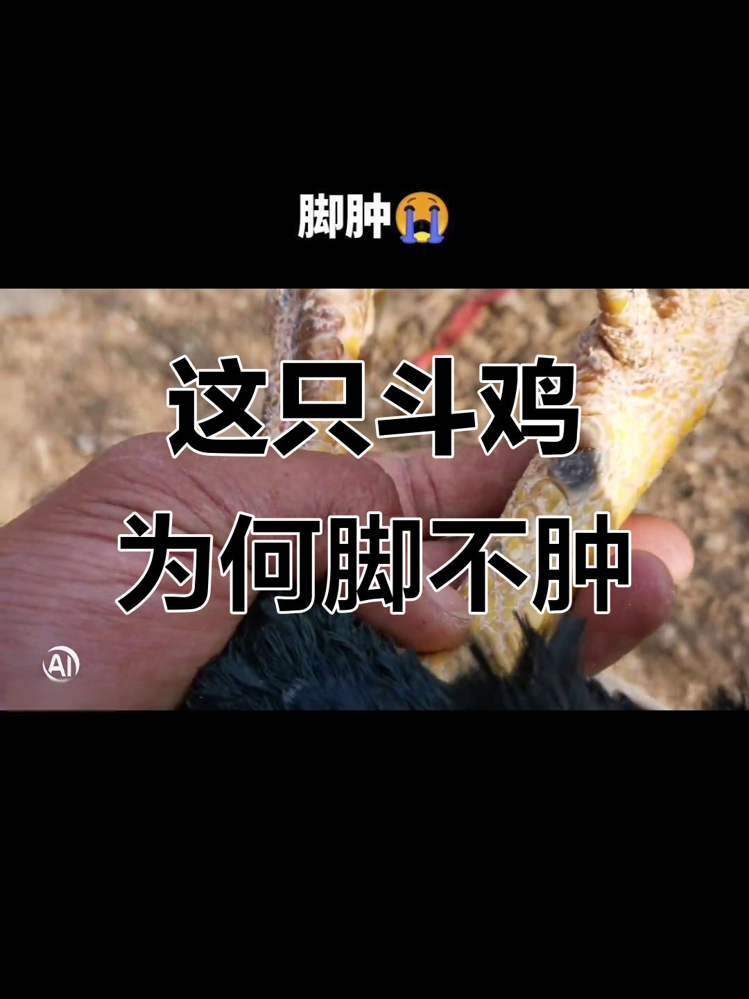 斗鸡养殖揭秘:这只“脚肿”的背后真相