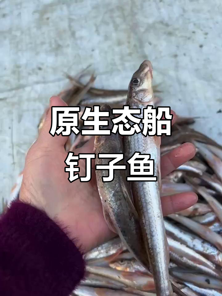 野生船钉子鱼，肉质鲜美无刺，汤蘸更香