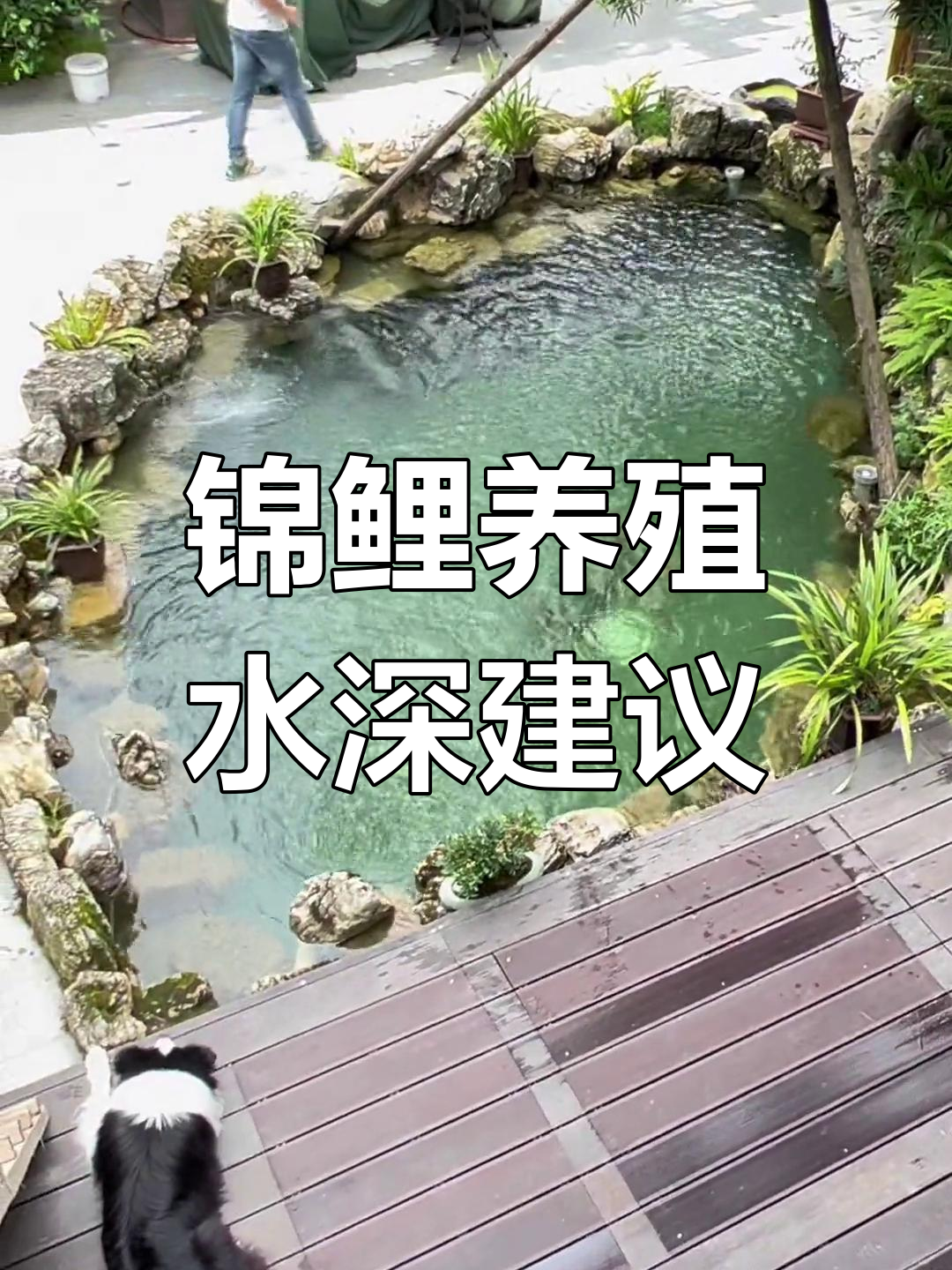 锦鲤鱼池配置指南,深度与体积要合适