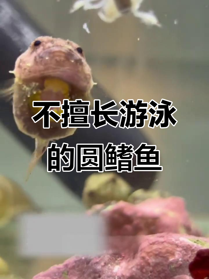 圆鳍鱼：虽然像玩具，却能吸在石头上休息