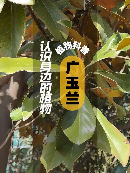 植物科普 I 广玉兰 广玉兰为木兰科植物,常绿乔木,形似荷花 故又称“荷花玉兰”叶厚革质,