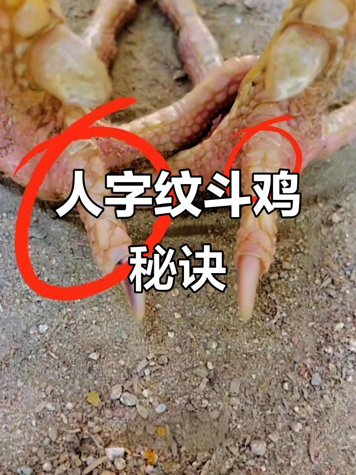 越南斗鸡人字纹揭秘:甲龙与实战技巧的完美结合