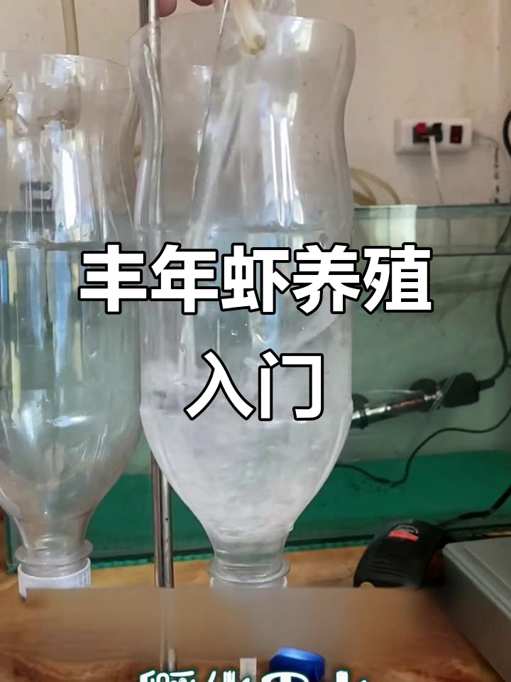 丰年虾孵化全攻略:从盐水配置到喂养技巧