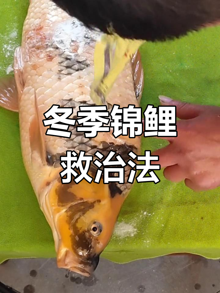 冬季锦鲤赤皮病难愈,需内外结合治疗