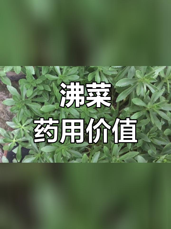 沸菜的医疗功效与食用方法