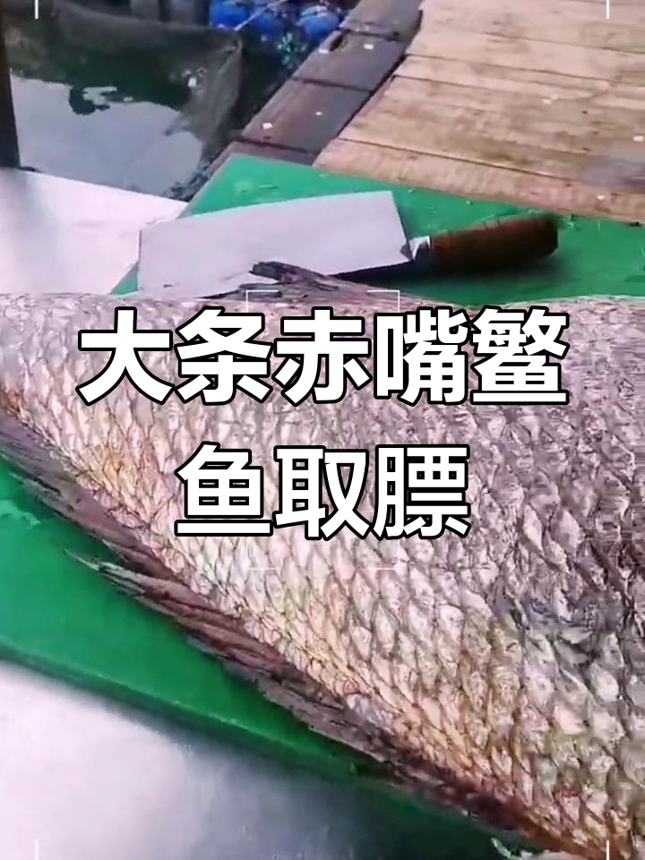 50斤赤嘴鳘鱼取膘,潘周丹硕士分享苏黎世理工故事
