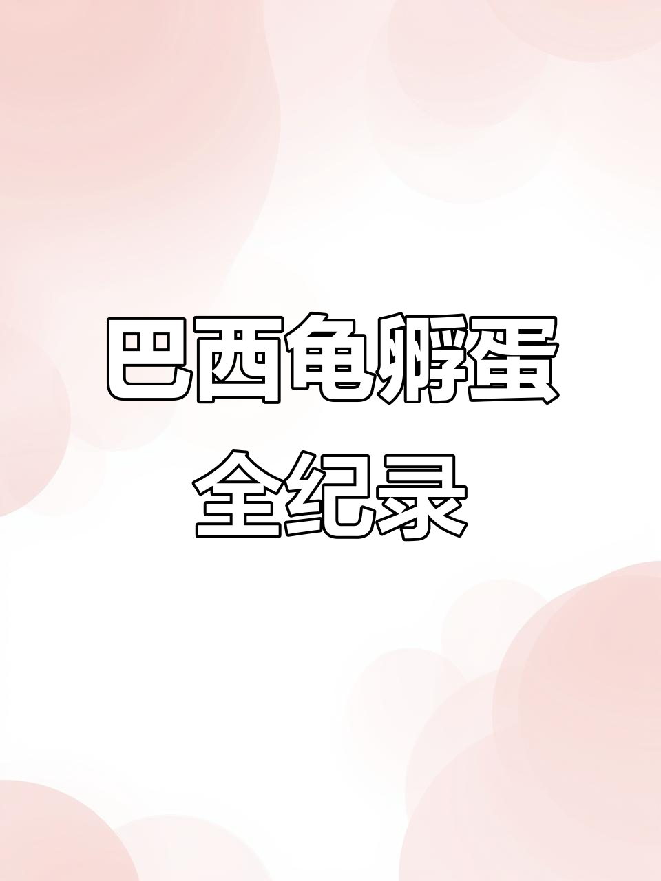 2023年5月8日 巴西龟产蛋孵化全过程及护理