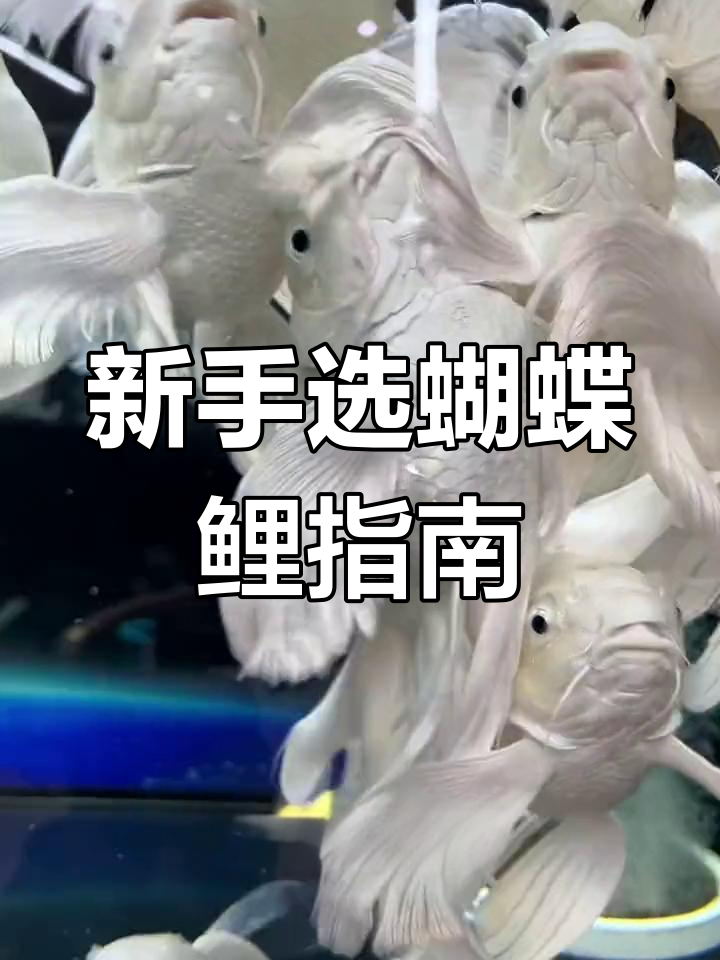 蝴蝶鲤品种揭秘:药泡鱼能养吗?新手如何选择适合的养殖类型