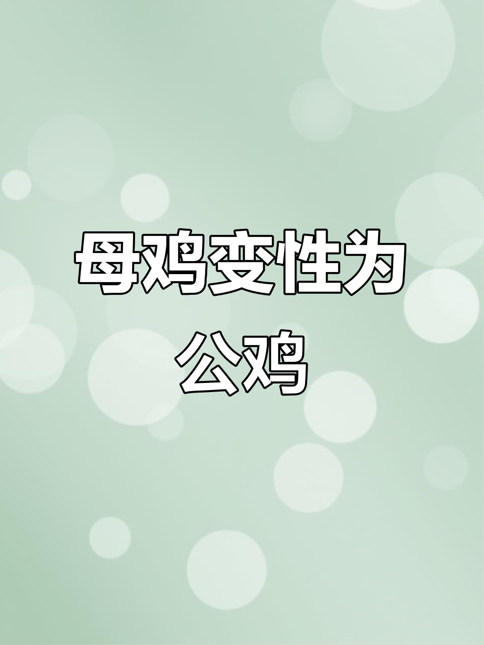 母鸡变公鸡,竟是为了繁衍后代!