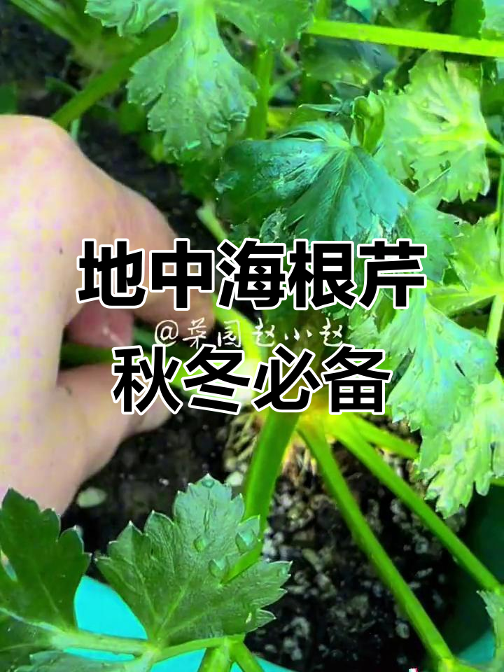 秋季芹菜种植指南:耐寒又耐热的地中海根芹品种推荐