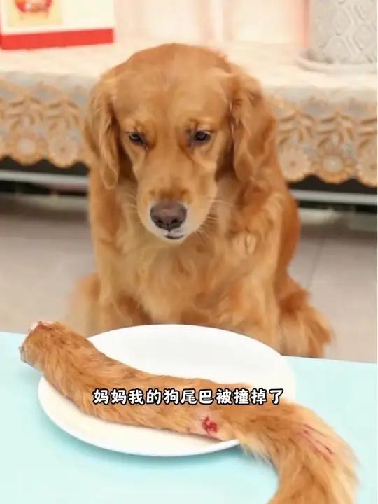 奶茶的狗尾巴