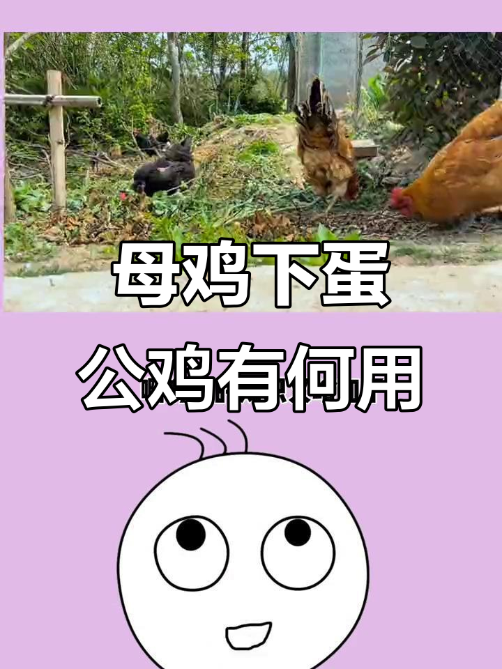 公鸡母鸡如何共同孵化小鸡？揭秘蛋的秘密