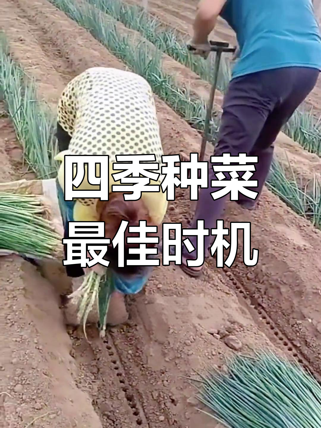 蔬菜种植时间表,不同季节种菜指南