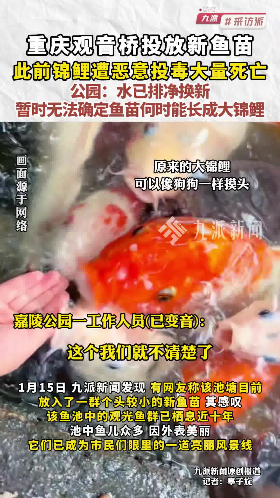 重庆观音桥投放新鱼苗,此前锦鲤遭恶意投毒大量死亡,公园:水已排净换新