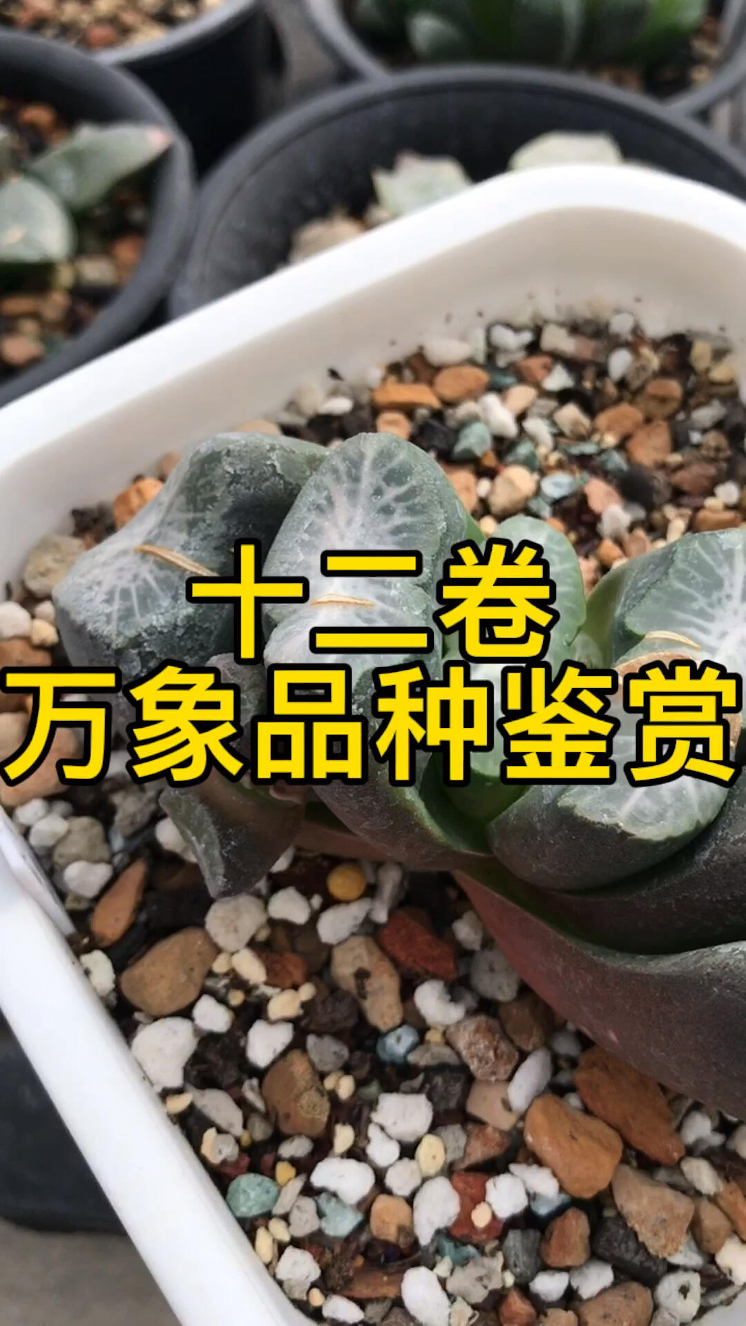 十二卷万象品种鉴赏