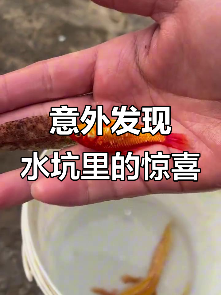 水坑里竟然有这么多鱼,还抓到一只四腿怪鱼和乌龟!
