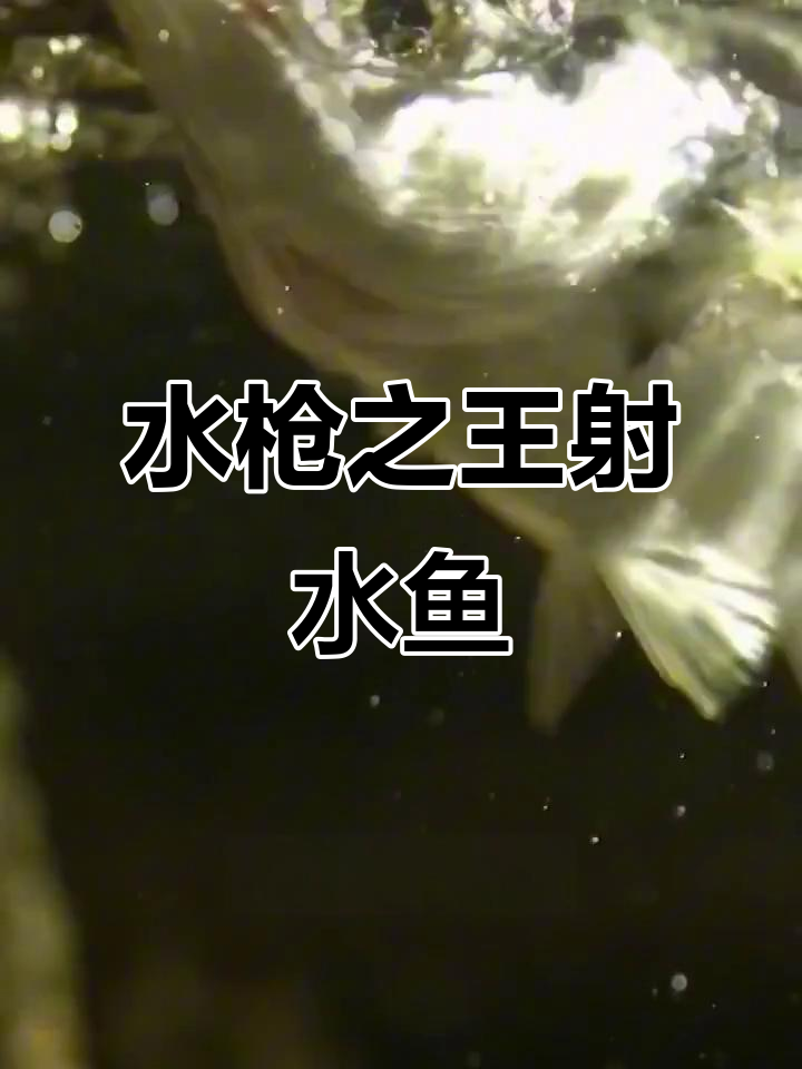 射水鱼:精准狙击手,用“水枪”猎食昆虫