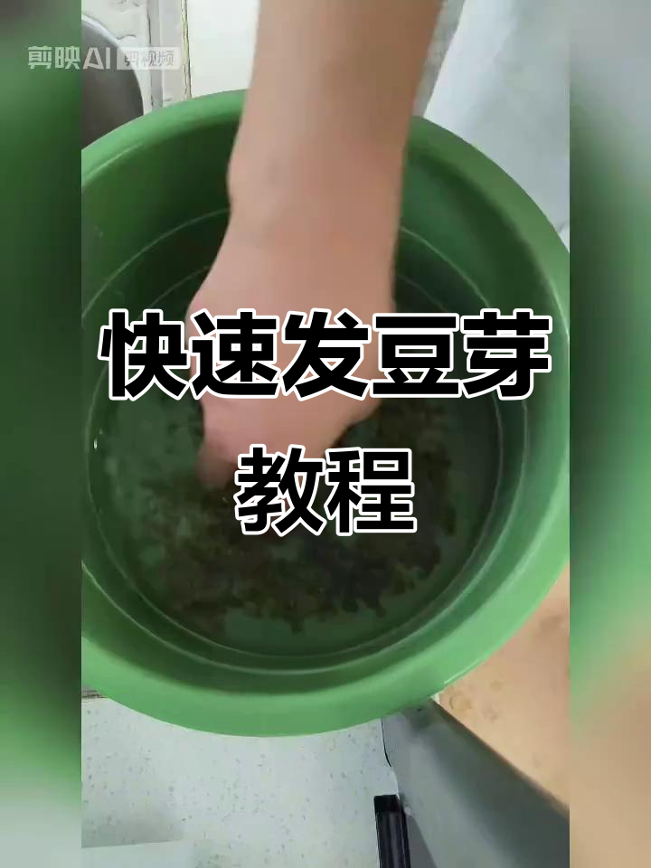 绿豆芽生长全过程,三天就能吃!