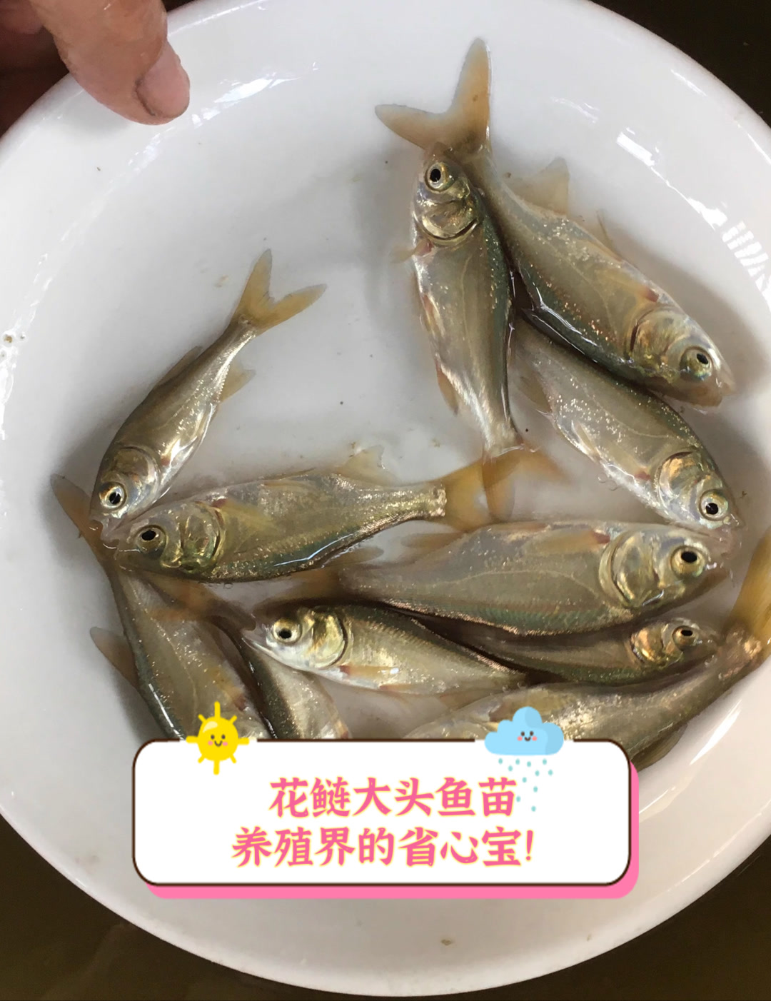 花鲢大头鱼苗,养殖界的省心宝!
