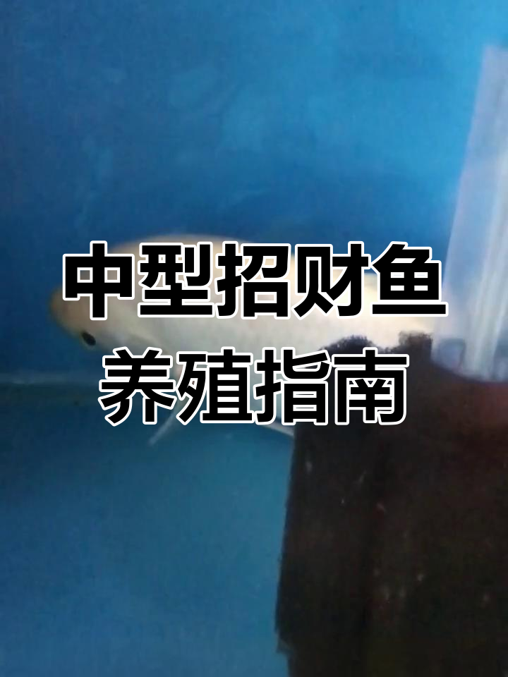 招财鱼:中型鱼的成长与养护技巧