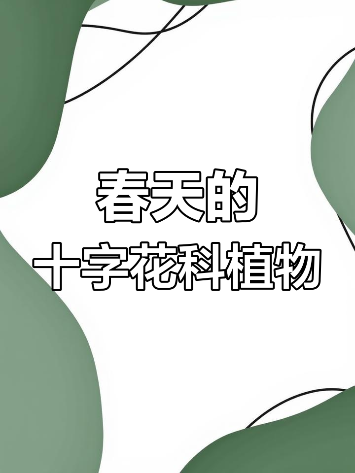 春天里的十字花科植物,独行菜、荠菜的秘密