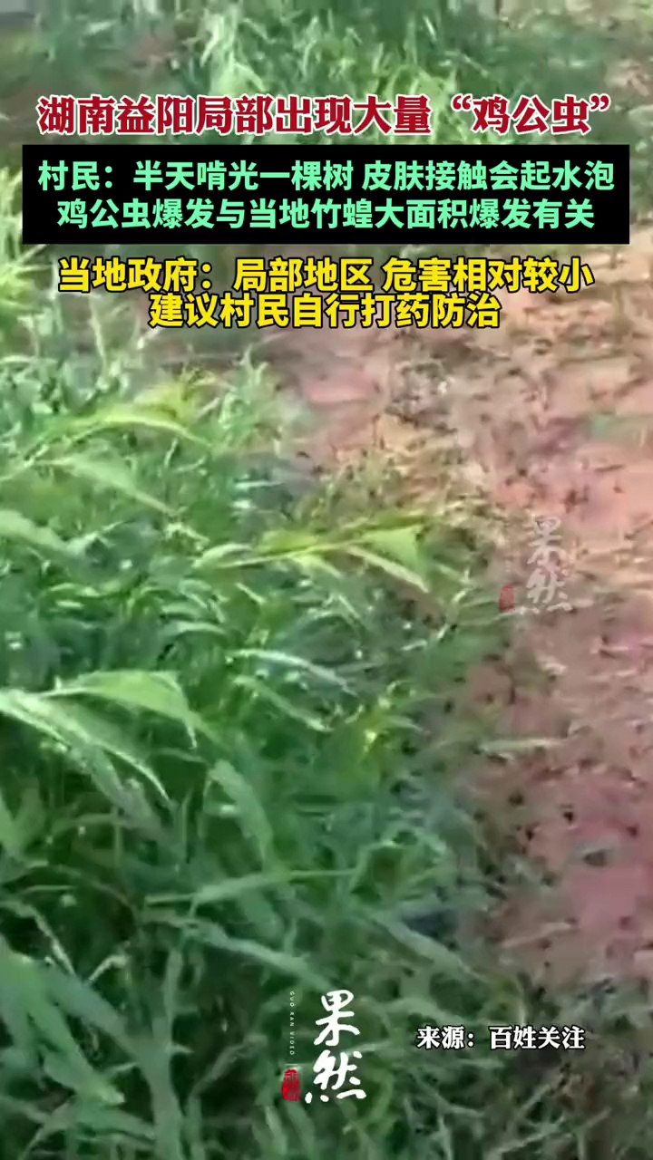 湖南局部出现大量鸡公虫 村民:半天啃光一棵树 皮肤接触起水泡