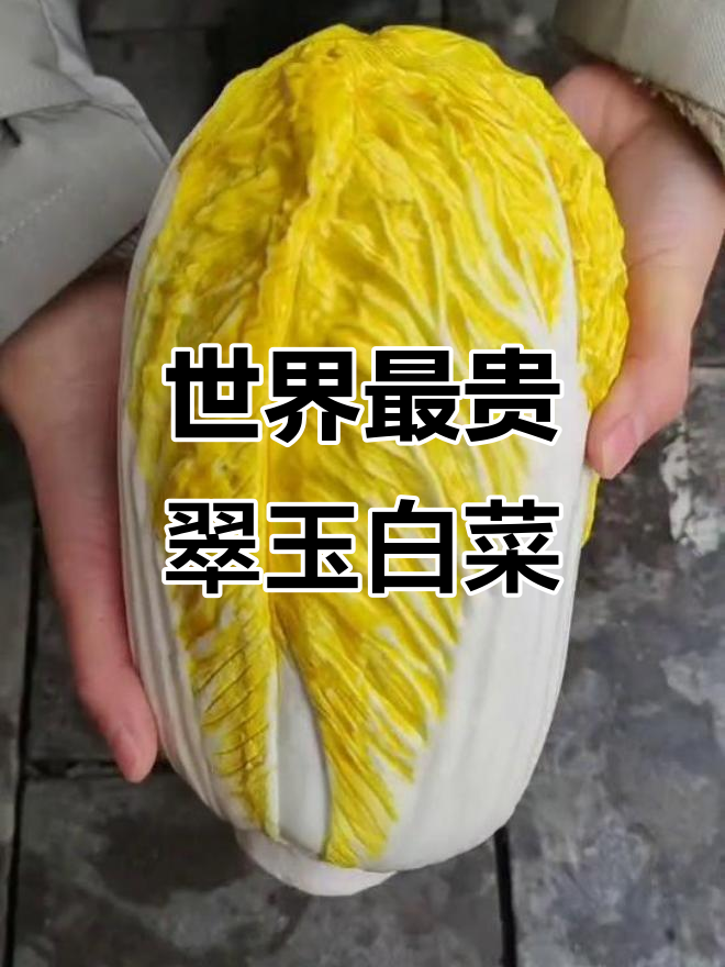 台北故宫的“翡翠白菜”,清代珍品惊艳登场