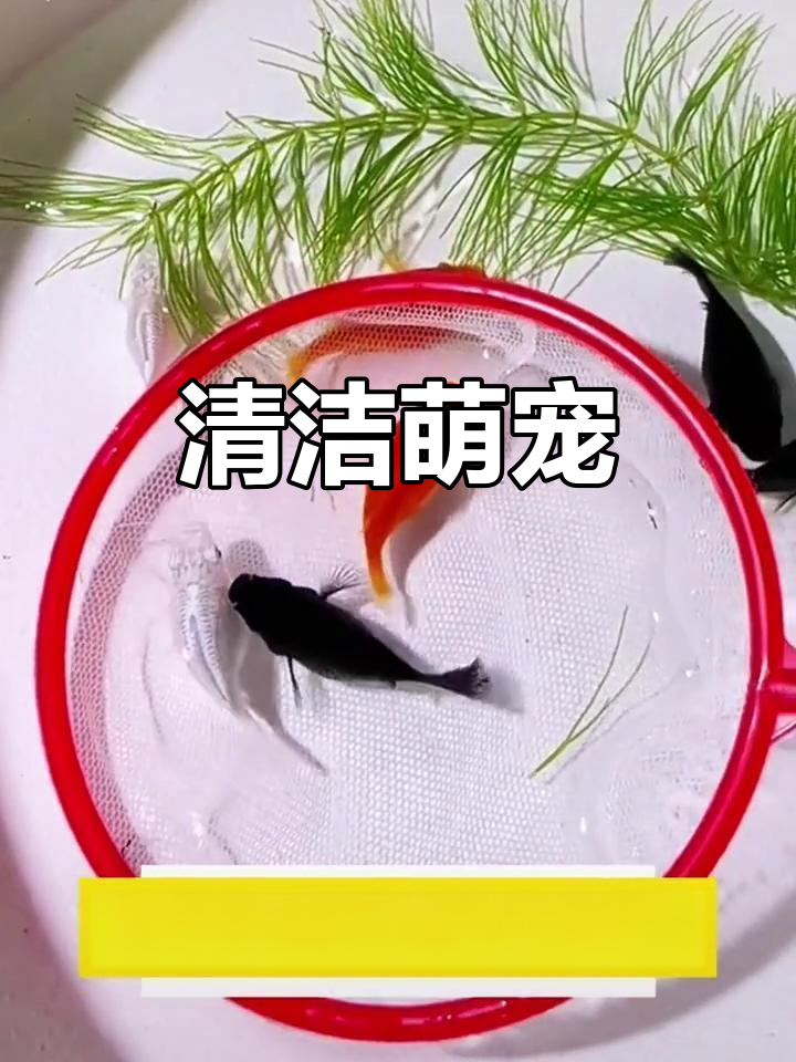 这种鱼不仅萌，还能清理鱼缸，简直是水族箱的完美伙伴！