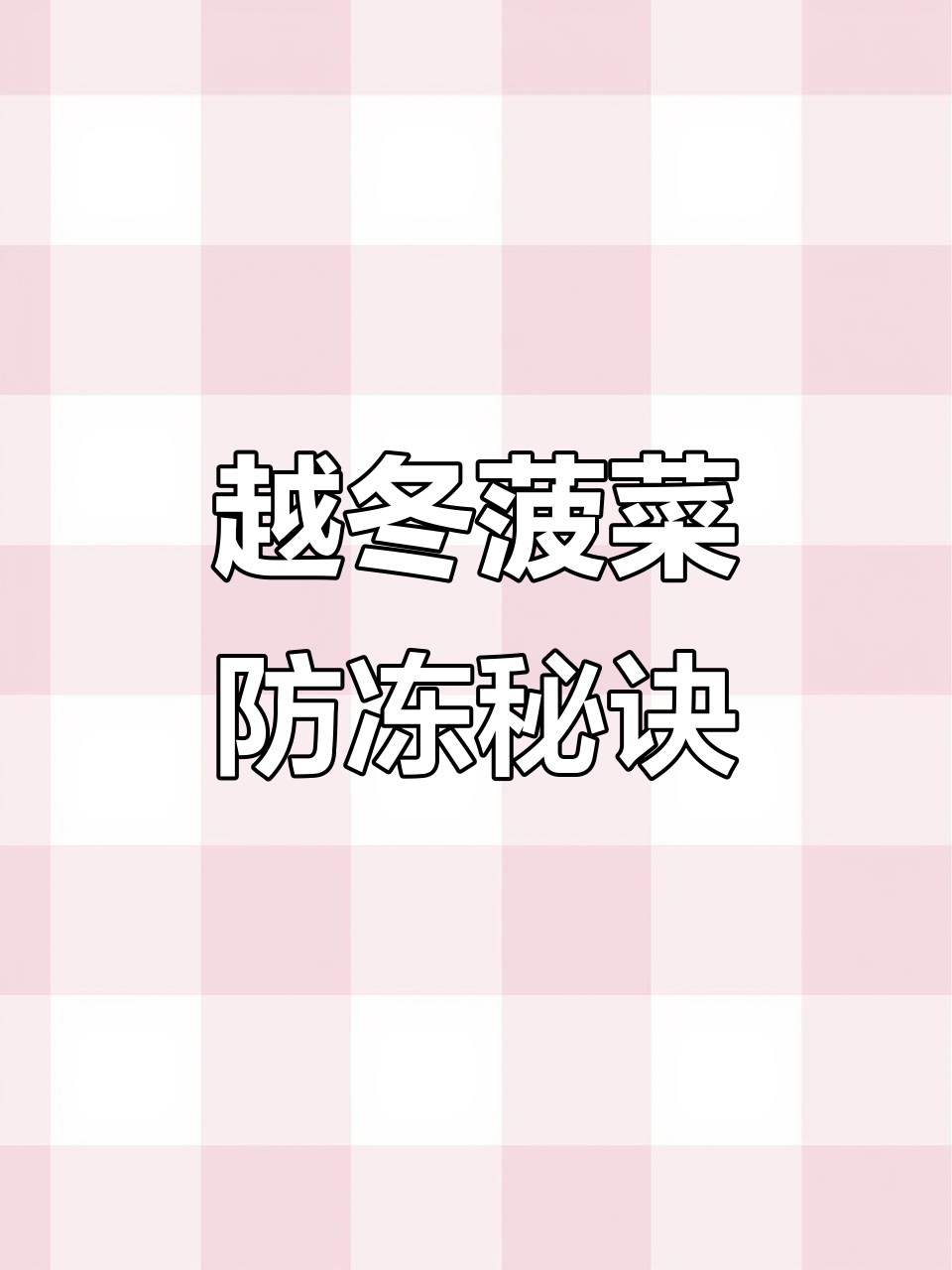 冬季菠菜种植技巧:如何避免冻害提高产量