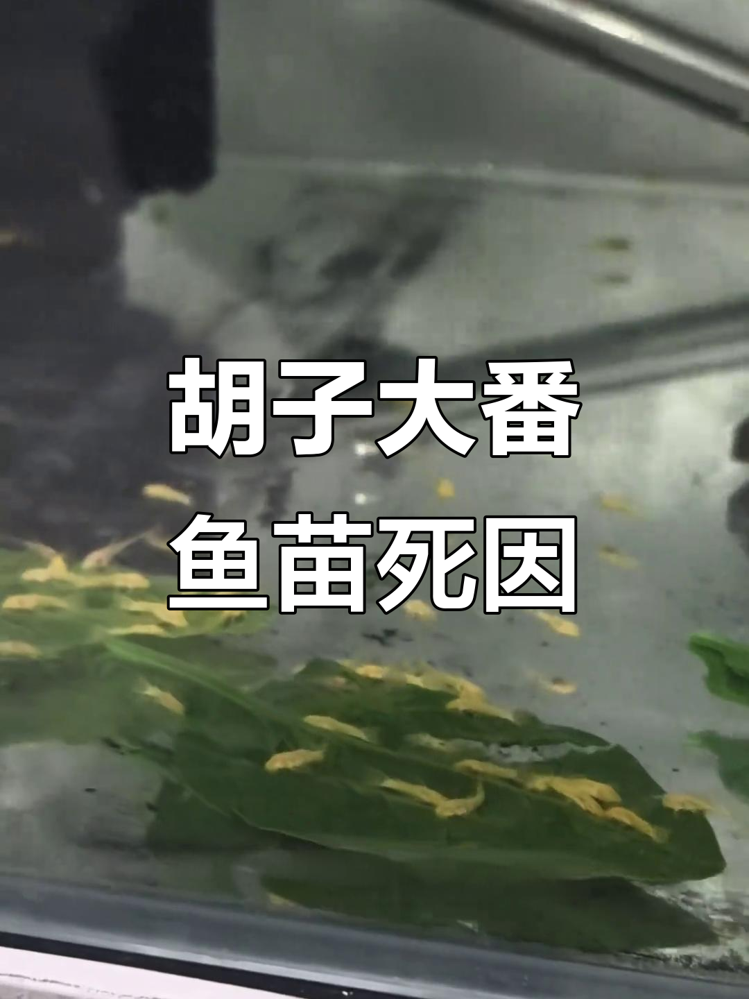 黄金胡子大帆鱼苗死亡原因:喂错食物才是关键