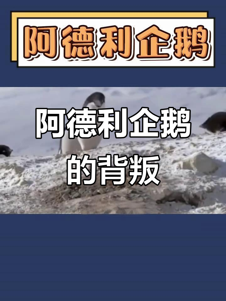 阿德利企鹅:兄弟情深,坑兄踹弟无所畏惧
