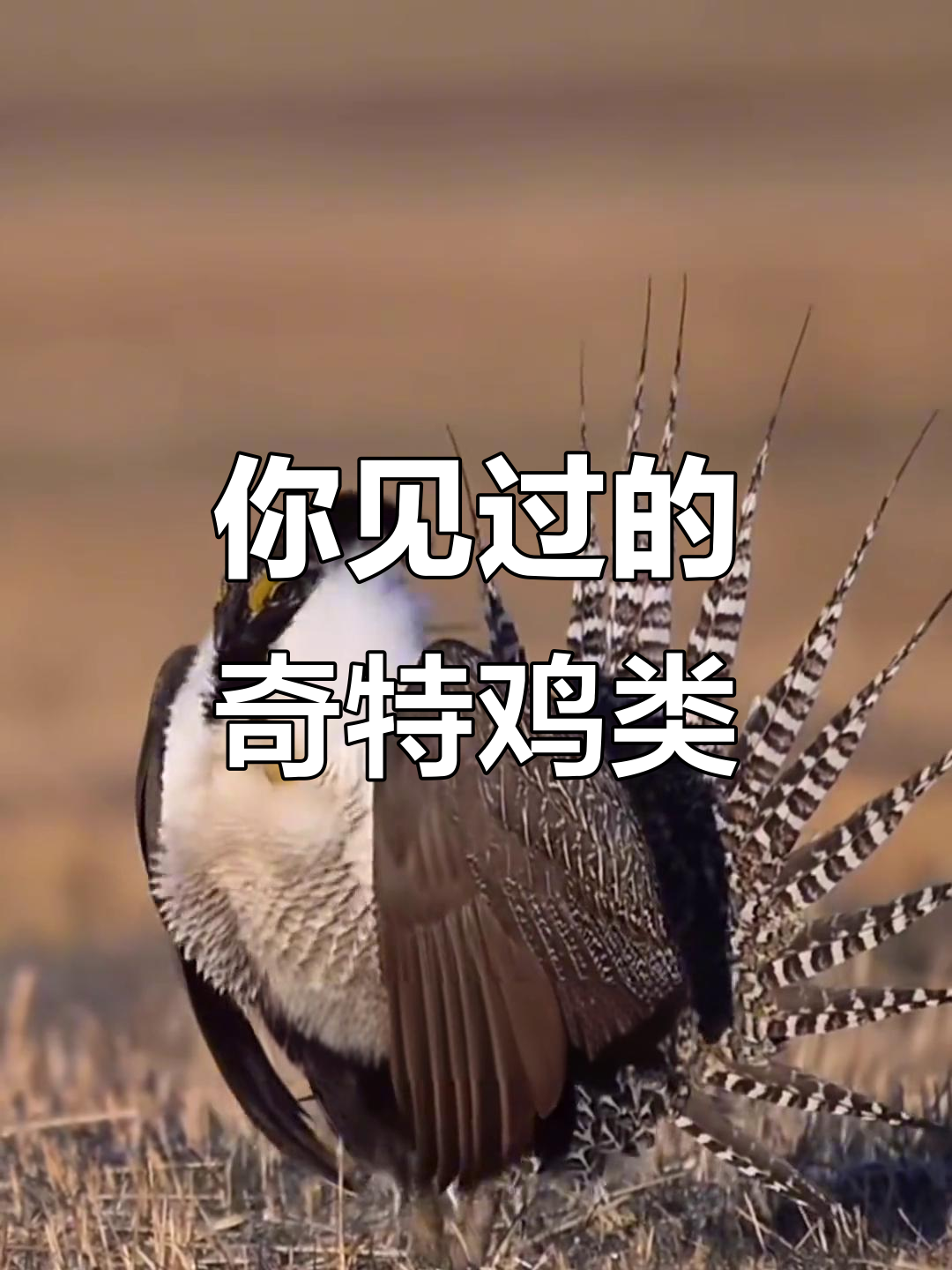 认识这些奇特鸡类,你见过吗?从恐龙到非洲风味一应俱全