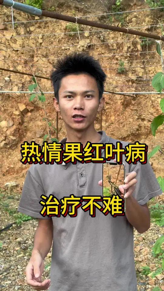 热情果红叶病防治