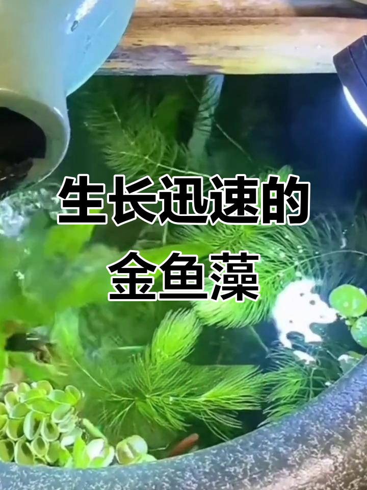 金鱼藻:长得像绿菊,超好养!快速净化水质