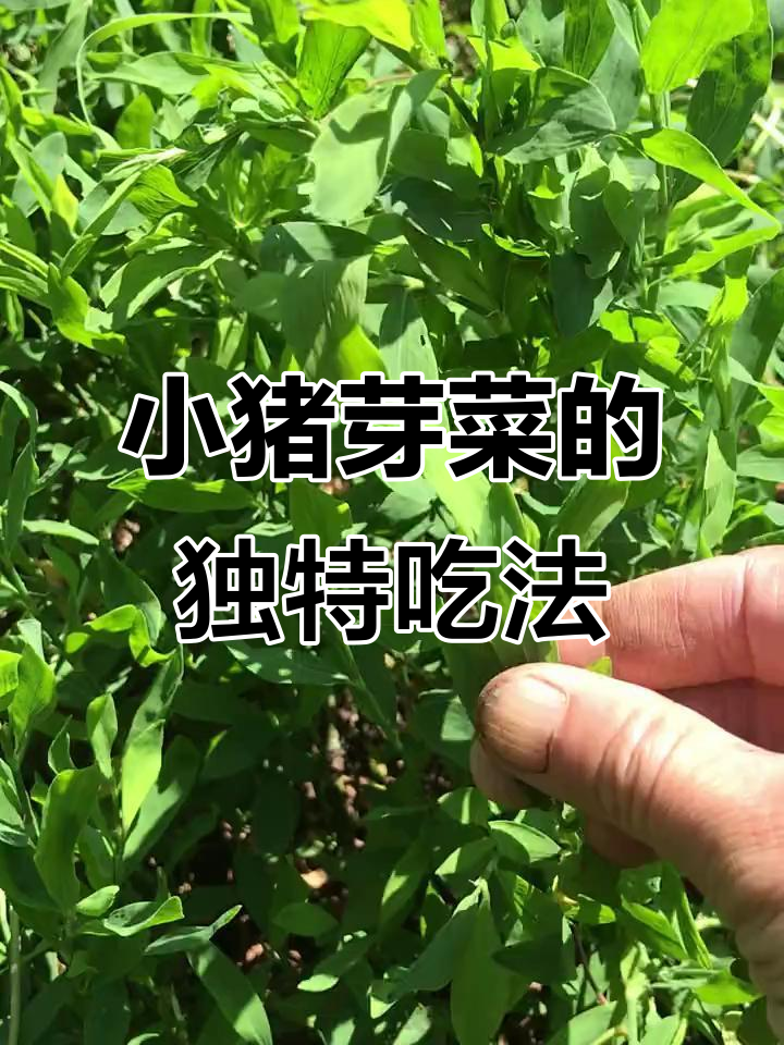 猪芽菜:六月采摘的野味,润肠通便又美味