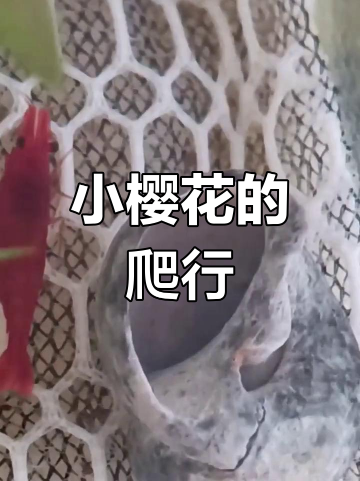 鱼缸中的小樱花虾