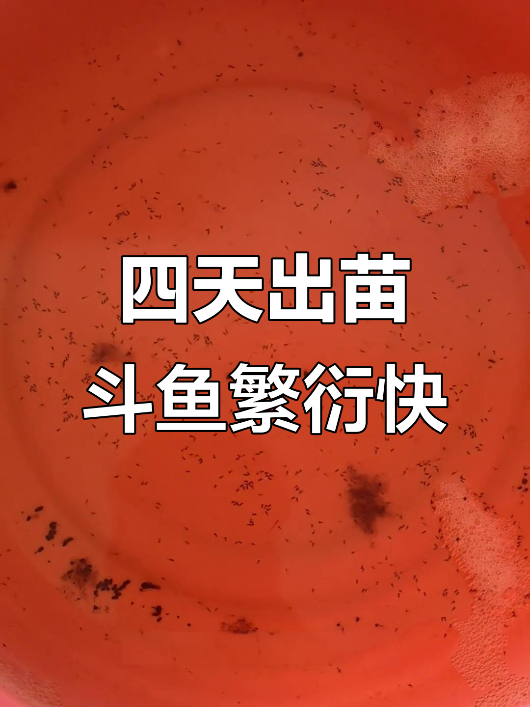 温度适宜,斗鱼四天出苗,密密麻麻的繁殖速度让人惊讶