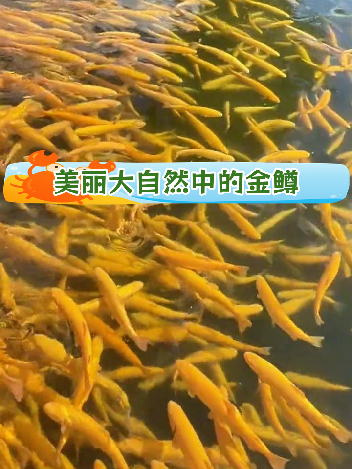 新疆温泉县冷水鱼基地:金鳟鱼的天然美味