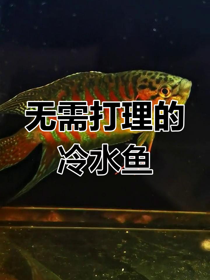 巨普蓝斗鱼:懒人必备观赏鱼