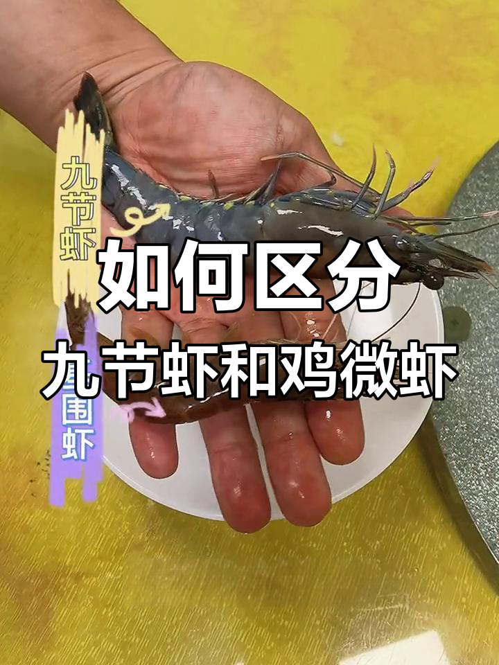 九节虾与基围虾的区别解析