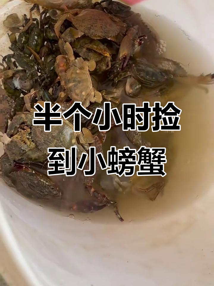 下海抓螃蟹,半小时收获满满野生海鲜