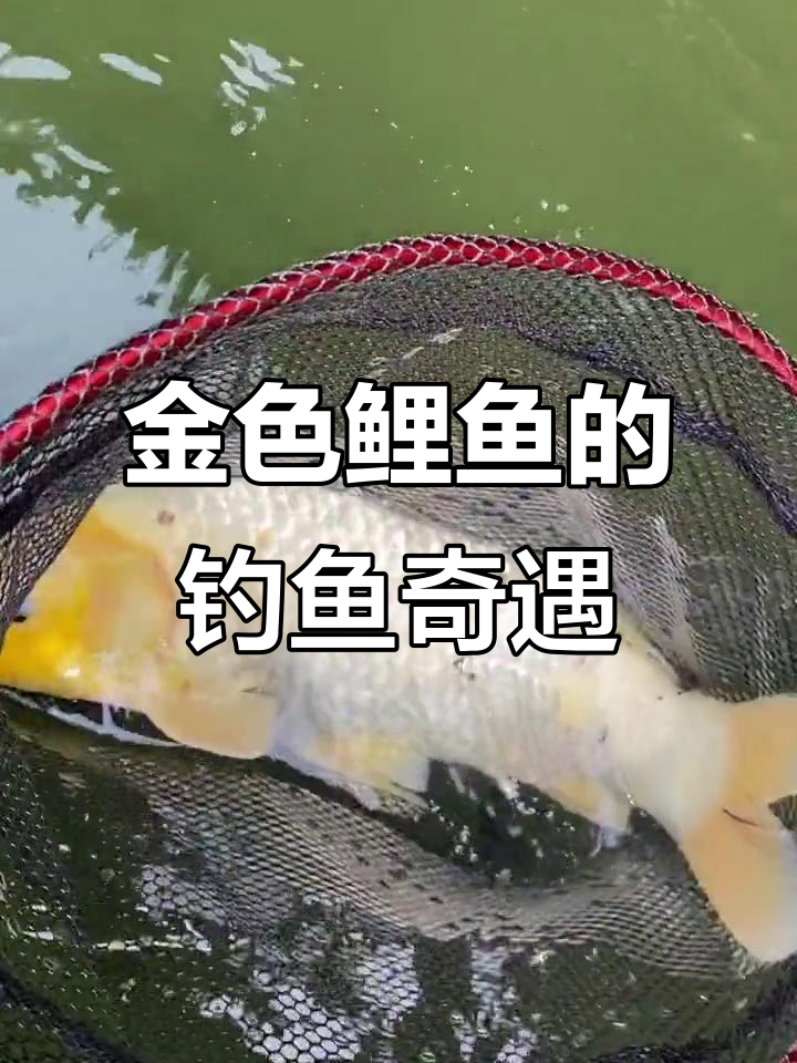 千头钩钓鳜鱼,意外捕得金色鲤鱼!好运连连