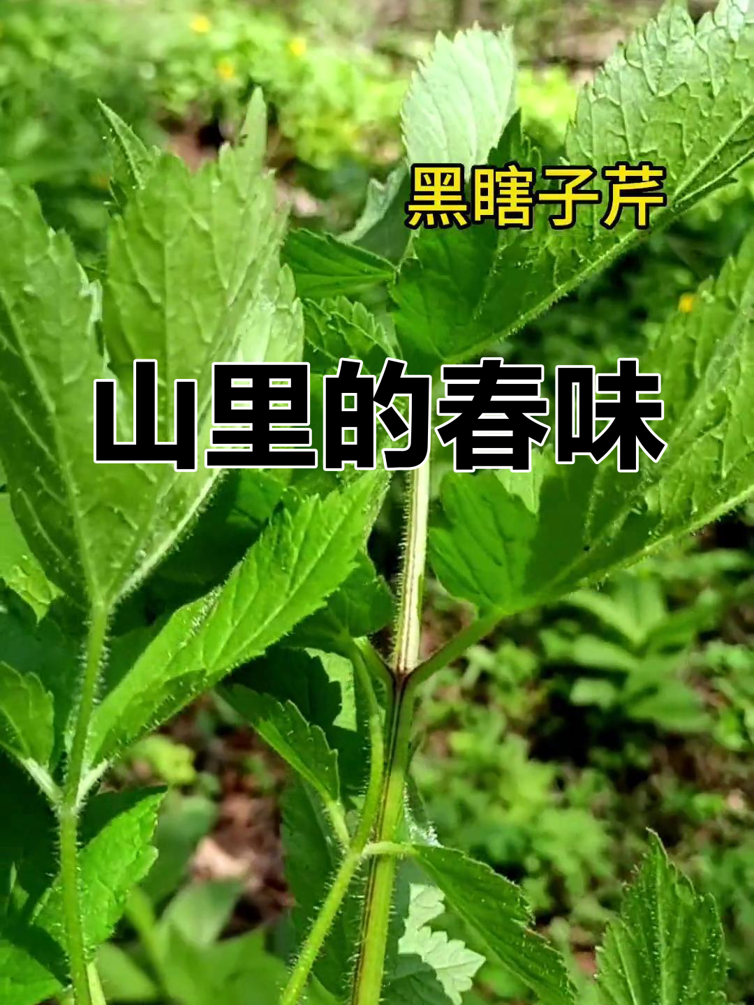 东北山里野菜大丰收,尝过才知道的春天味道